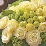 Lisianthus Dbl. F1 C...