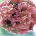 Lisianthus Dbl. Seri...