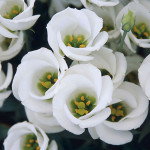 Lisianthus Vulcan...