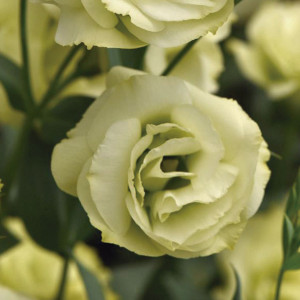 Lisianthus Dbl. Flar...