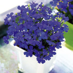 Lobelia Aqua...