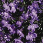 Lobelia Crystal Pala...