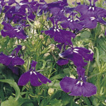 Lobelia Rapid...