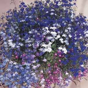 Lobelia Regatta...