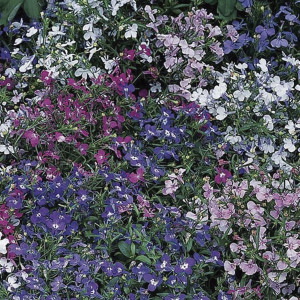 Lobelia Riviera...