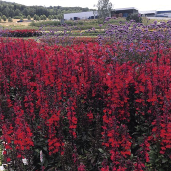 Lobelia Fan