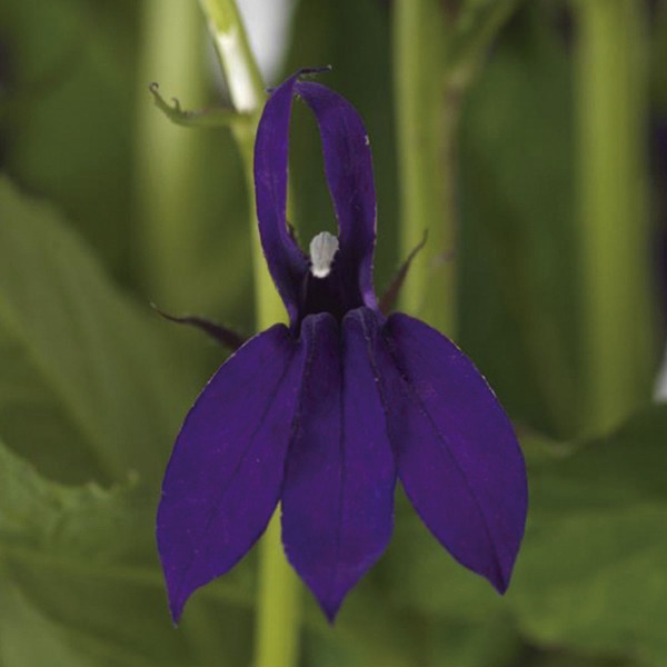 Lobelia Starship