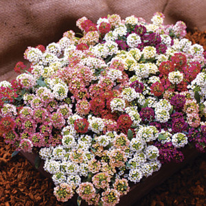 Lobularia (Panalillo...