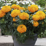 Marigold African Big...