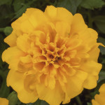 Marigold French Cres...
