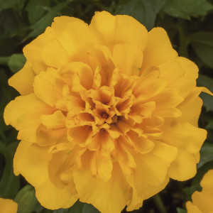 Marigold French Cres...