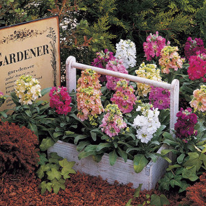 Matthiola (Alheli) C...