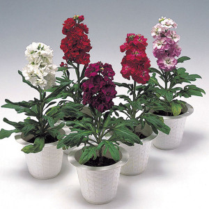 Matthiola (Alheli) M...