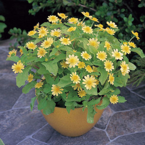 Melampodium Casino L...