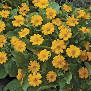 Melampodium Jackpot ...