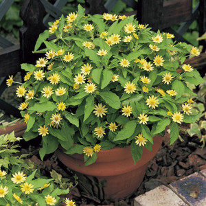 Melampodium Lemon De...