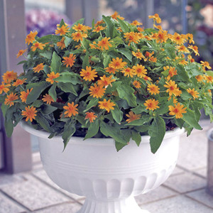 Melampodium Million ...