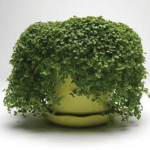 Menta Ornamental Min...