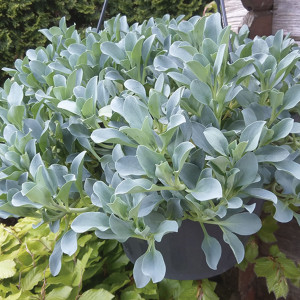 Mertensia Maritima S...