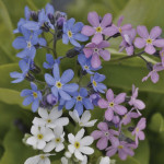 Myosotis Mon Amie Bl...