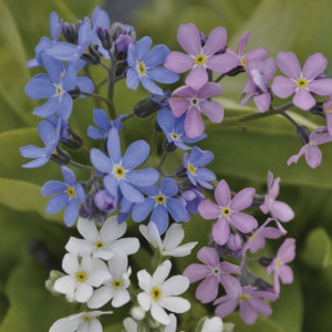 Myosotis Mon Amie Bl...