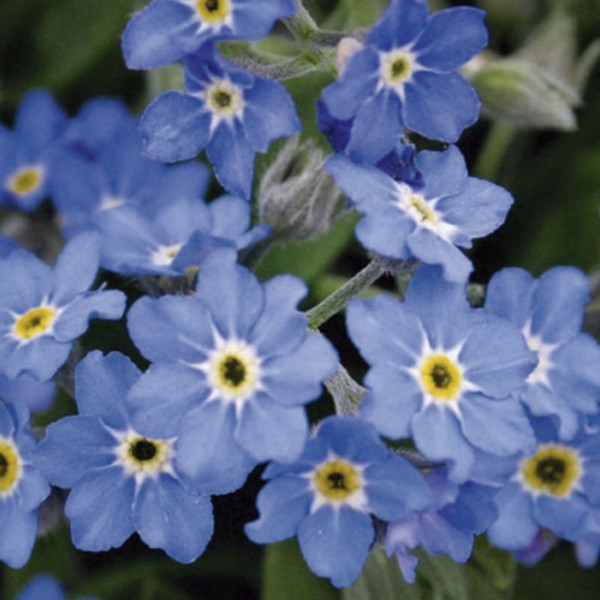 Myosotis sylvatica Bellamy