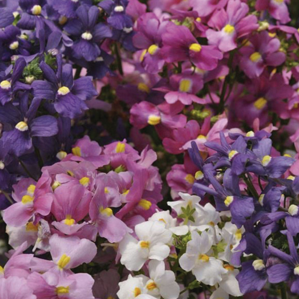 Nemesia Poetry