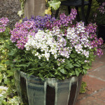Nemesia Seventh Heav...
