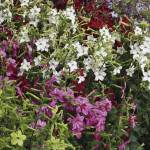 Nicotiana Perfume...