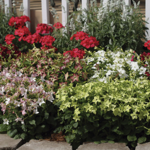 Nicotiana Starmaker...