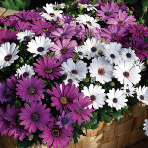 Osteospermum Asti...