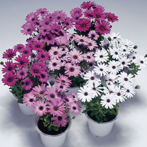 Osteospermum Passion...