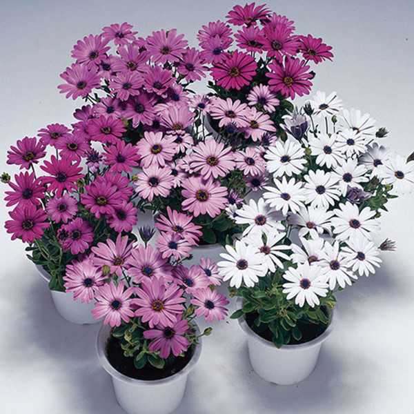 Osteospermum Passion