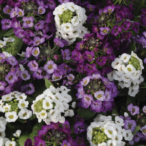 Panalillo Clear Crys...