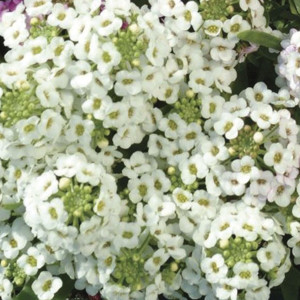 Panalillo Easter Bon...