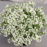 Panalillo Giga White...