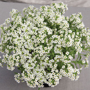 Panalillo Giga White...