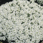 Panalillo Snow Cryst...