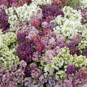 Panalillo Wonderland...