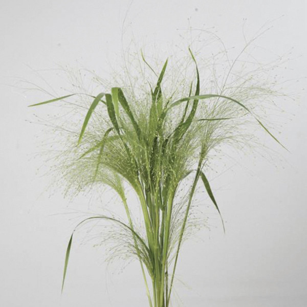 Panicum Capillare Frosted Explosion Grass