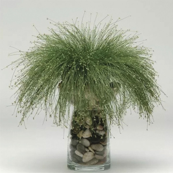 Pasto Ornamental Isolepis Live Wire