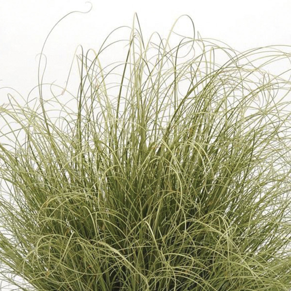 Pasto Ornamental Carex Amazon Mist 