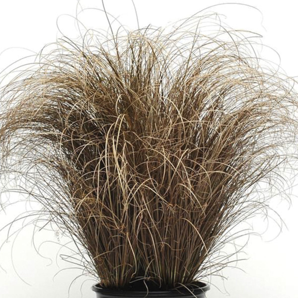 Pasto Ornamental Carex Bronco 