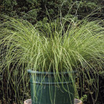 Pasto Ornamental Car...