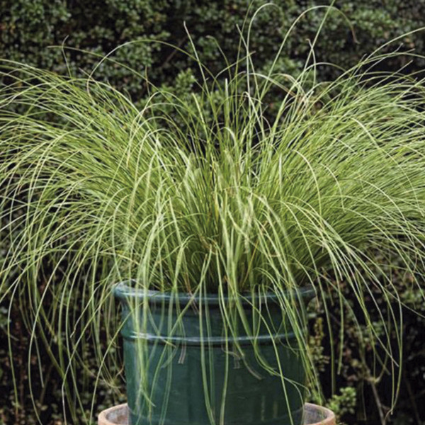 Pasto Ornamental Carex Phoenix Green 