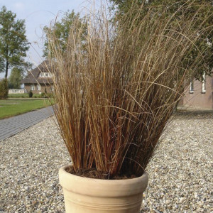 Pasto Ornamental Car...