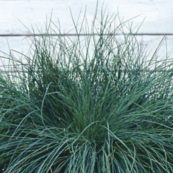 Pasto Ornamental Festuca Festina 