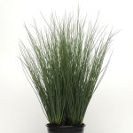 Pasto Ornamental Jun...