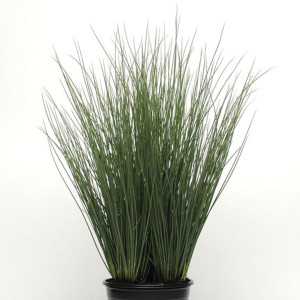 Pasto Ornamental Jun...
