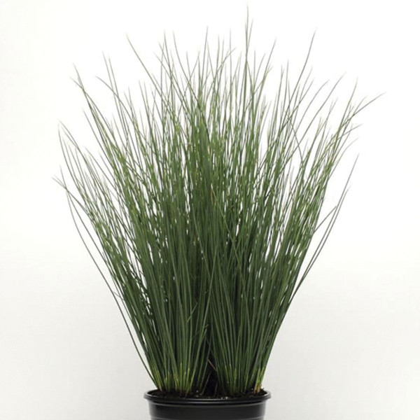 Pasto Ornamental Juncus Blue Arrows